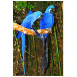 Hyacinth Macaws Shirts