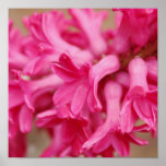 Hyacinth Pink Canvas Print