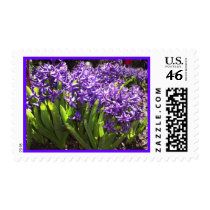 Hyacinth Postage