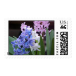 Hyacinth Stamp