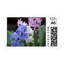 Hyacinth postage