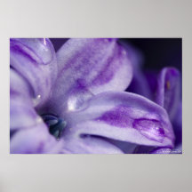 Hyacinth Print