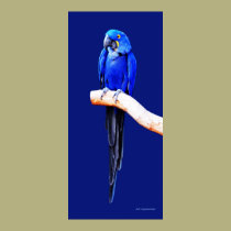 Hyacinth Seven posters