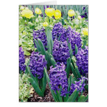Hyacinths and African Tulips cards