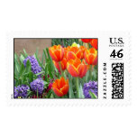 Hyacinths and Orange/Yellow Tulips Postage Stamps