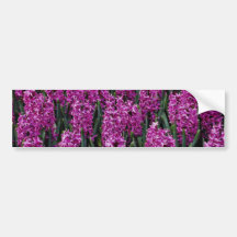 Hyacinthus  flowers bumper sticker