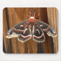 Hyalophora cecropia moth mousepads