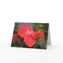 Hybiscus cards by amwesley Hybiscus cards
