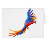 Hybrid Camelot Macaw Card