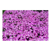 Hybrid Cineraria (Magenta Bicolor) posters by almedic104 Hybrid Cineraria (Magenta Bicolor) posters