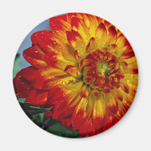 Hybrid dahlia  flowers fridge magnet