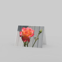 Hybrid English Tea Rose cards