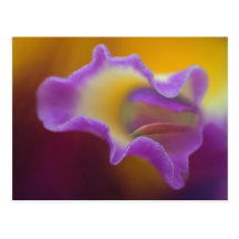 Hybrid orchid, Florida Postcard
