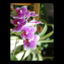 hybrid orchid flower poster art photo print