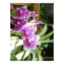 hybrid orchid flower poster art photo print