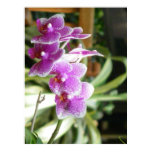 purple, white, orchids, actually, hybird, orchid,