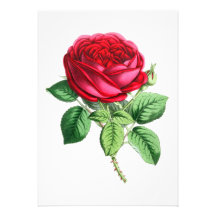 Hybrid Perpetual Rose - Napoleon III Personalized Invitation