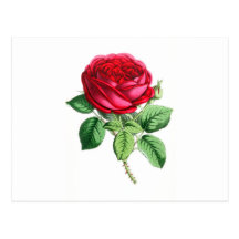 Hybrid Perpetual Rose - Napoleon III Postcard