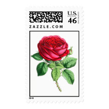 Hybrid Perpetual Rose - Napoleon III Stamp