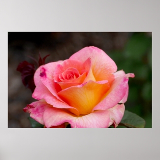Hybrid Rose