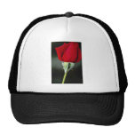 Hybrid Tea Rose 'Chrysler Imperial' Yellow flowers Hat