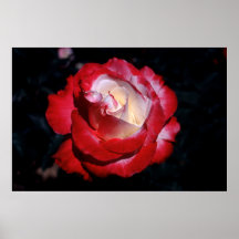 Hybrid Tea Rose Double Delight Poster