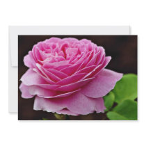 Hybrid Tea Rose 'Heirloom' White flowers Custom Invitation