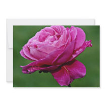 Hybrid Tea Rose 'Heirloom' White flowers Personalized Invitations