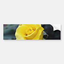 Hybrid Tea Rose 'Lanvin' White flowers Bumper Stickers