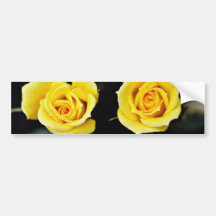 Hybrid Tea Rose 'Oregold' Yellow flowers Bumper Sticker