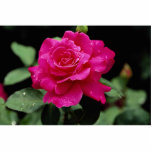 Hybrid Tea Rose 'Pink Peace' Roses Photo Sculptures