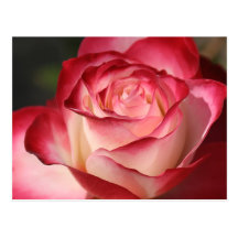 Hybrid Tea Rose Post Card