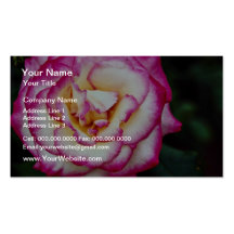 Hybrid Tea Rose White flowers Business Card Templates