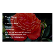 Hybrid Tea Rose White flowers Business Card Templates