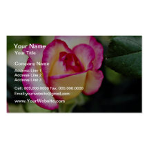 Hybrid Tea Rose White flowers Business Card