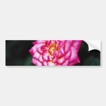 Hybrid Tea Rose Yellow flowers Bumper Stickers
