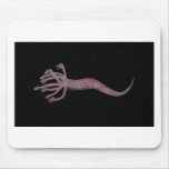 Hydra Pink