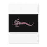 Hydra Pink