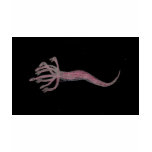 Hydra Pink