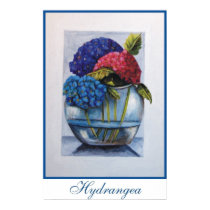 Hydrangas posters by klocke Hydrangas posters