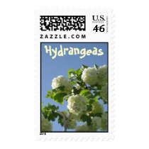 Hydrangea2, Hydrangeas postage