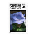 Hydrangea2 postage