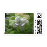 hydrangea3 stamps