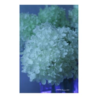 Hydrangea 11 print