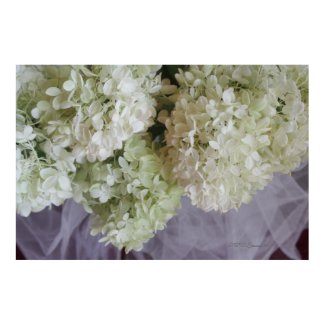 Hydrangea 15 print