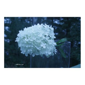 Hydrangea 16 print