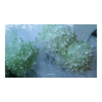 Hydrangea 17 print