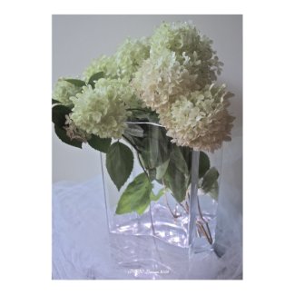 Hydrangea 18 print