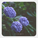 Hydrangea 4 square stickers