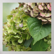 Hydrangea 5459 Poster- choose size